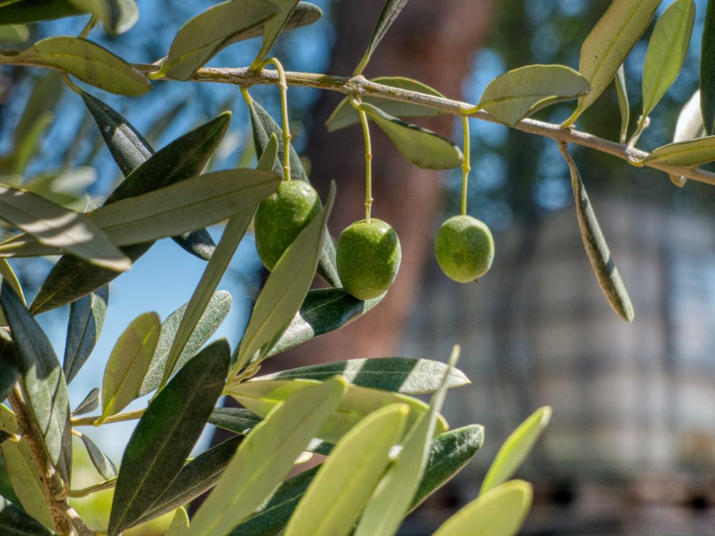 olive-tree-and-seed